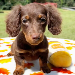 Dachshund Breeders